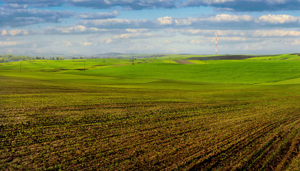 Fototapeta premium lines of young corn shoots and green field, colorful slopes of spring time