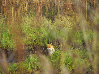 Portrait of Red Fox (Vulpes vulpes)