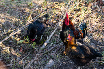 coq et poules