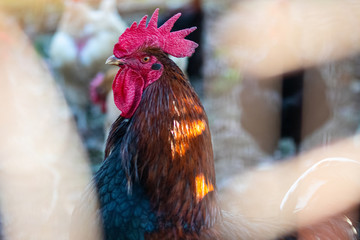 coq profil profile 