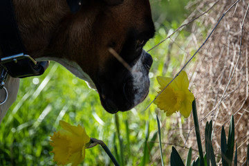 chien boxer fleur jonquille