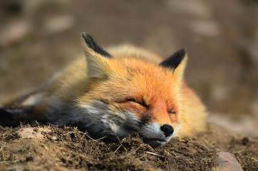 Portrait of Red Fox (Vulpes vulpes)