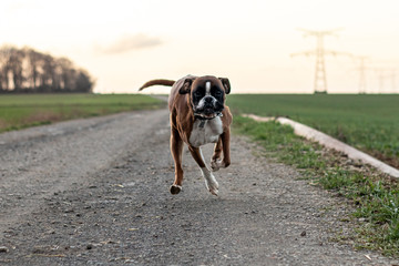 chien boxer course champ