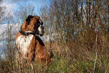 chien boxer v&eacute;g&eacute;tation herbe haute