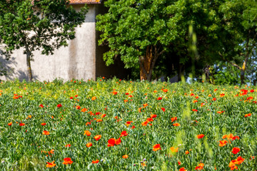 Selective focus, shallow depth of field of a poppy flower field. Rural scene in Province of Ancona,...