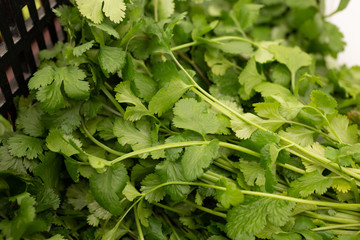 A view of several bundles of cilantro, on display at a local farmers market.