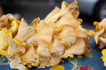 A view of a cluster of yellow oyster mushrooms, on display at a local farmers market.