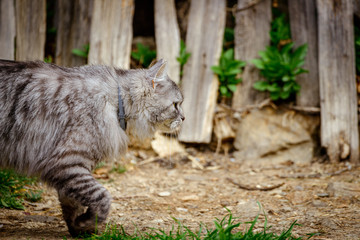 Norwegische graue Waldkatze auf der Jagt