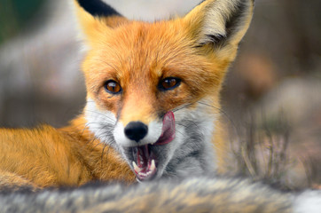 Obraz premium Portrait of Red Fox (Vulpes vulpes)