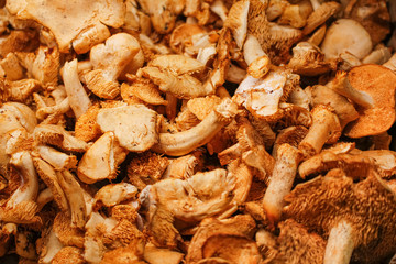 A background of sweet tooth mushrooms, on display at a local grocery store.