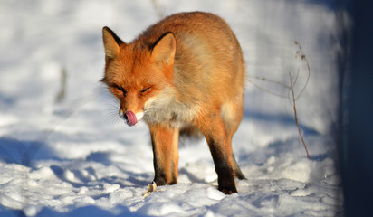 Portrait of Red fox (Vulpes vulpes)  in winter