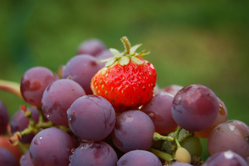 Red strawberry on the grape branch on the green background