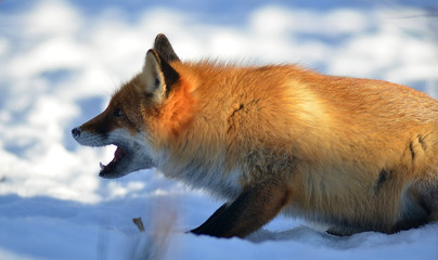 Portrait of Red fox (Vulpes vulpes)  in winter