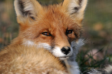 Portrait of Red Fox (Vulpes vulpes)