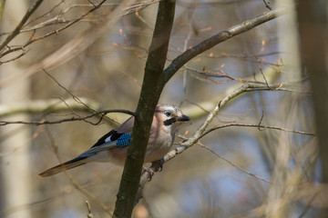 Blue jay on a mossy branch