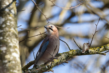 Blue jay on a mossy branch