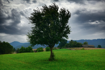 Fototapeta na wymiar dark stormy sky and one tree on a meadow in carpathian mountains, wind, countryside, spruces on hills, beautiful nature, summer landscape