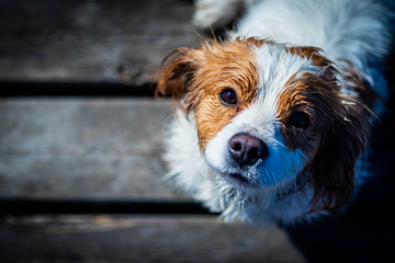 white and brown wet small dog face on the wooden tarrace 