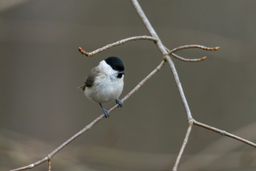 Coal tit on a branch