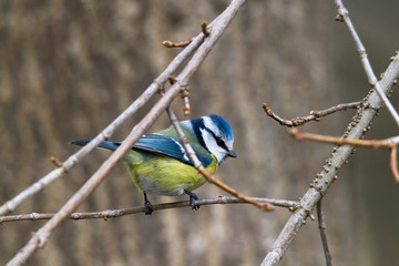 great tit on a branch near the bird feeder