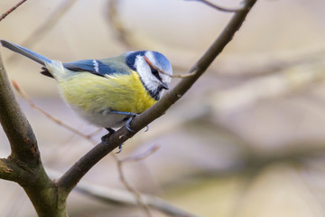 great tit on a branch near the bird feeder