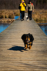 
spring forest on a beautiful sunny day with wooden bridges and footbridges and dogs walking on them