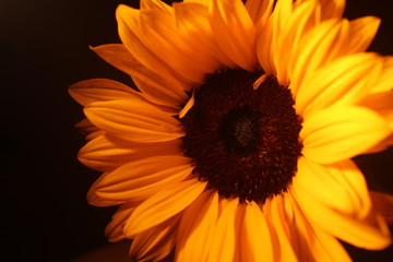 Sunflower with a black background 