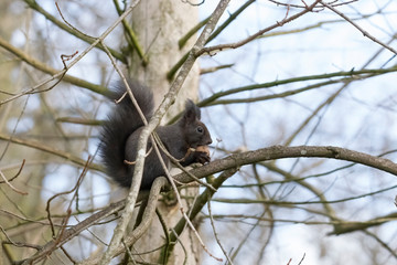 European brown squirrel in winter coat on a branch in the forest