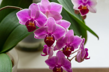 Soft close-up focus of beautiful branch of striped purple mini orchids Sogo Vivien. Phalaenopsis, Moth Orchid with green leaves on white background. Nature concept for design.