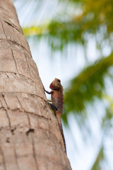 Bearded Dragon sitting on a tree