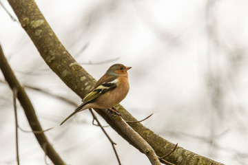 Chaffinch on a branch in autumn forest