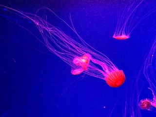 jellyfish in water