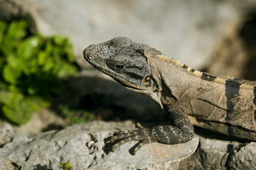 Iguana portrait at Mexico coast