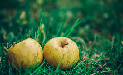 apple on grass