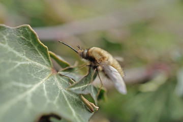 Nahansicht eines großen Wollschwebers
