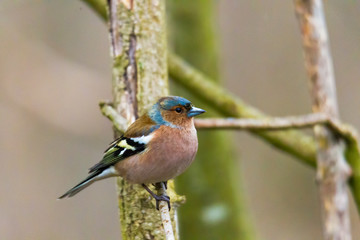 Chaffinch on a branch in autumn forest