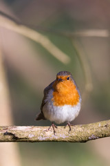 A robin sits on a branch