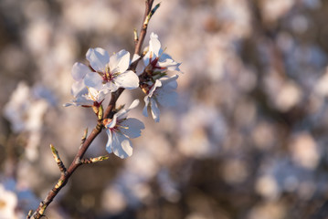 Detalle de flor de almendro