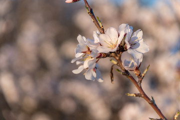 Detalles de flor de almendro