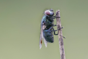 Grüne Fliege Macro Nahaufnahme