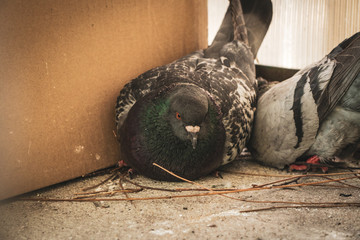 Curious, mad and upset couple pigeons, sitting on the balcony and building a fresh nest for the future eggs