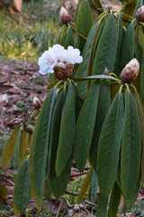 Rhododendron Arboreum 02
