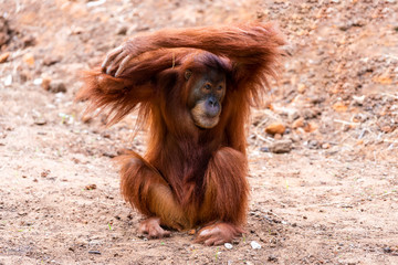 Orangutan ( Pongo ) on a sunny summer day at the zoo. 
