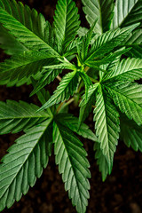  Close-up young hemp. Cannabis is a standoff between a drug and a medicine.growing organic cannabis background herb on the farm