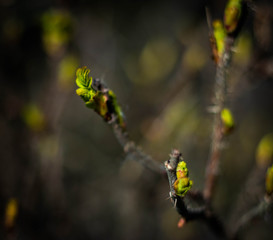 spring wild forest flowers and buds