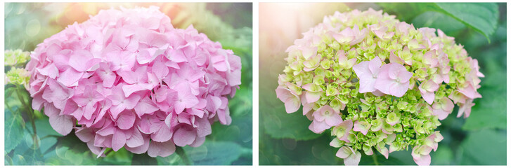 Lush inflorescences of large-flowered pink hydrangea. A collage of the two photos at the beginning of flowering and in full bloom