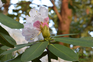 Loderi Queen Mary Rhododendron 07
