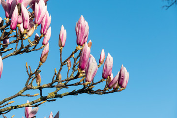 Magnolienblüten im März