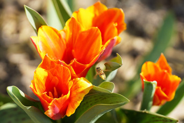 close-ups beautiful orange yellow tulips with green leaves, as spring flowering plants for easter