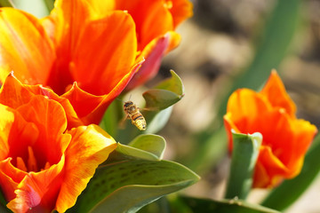 close-ups beautiful orange yellow tulips with green leaves, as spring flowering plants for easter